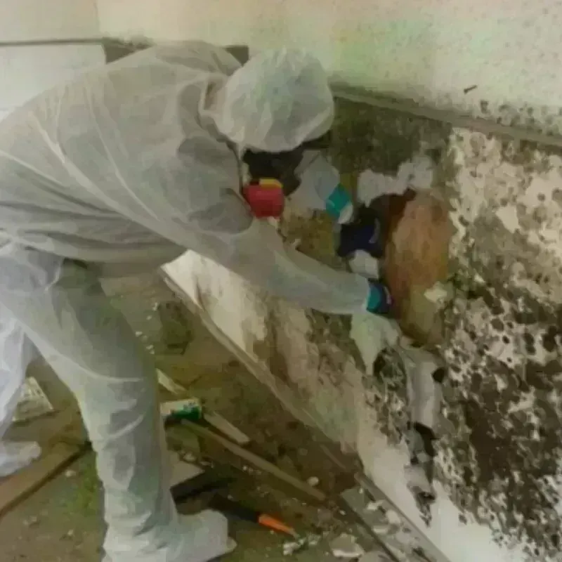 Mold Remediation and Removal in Hazen, ND